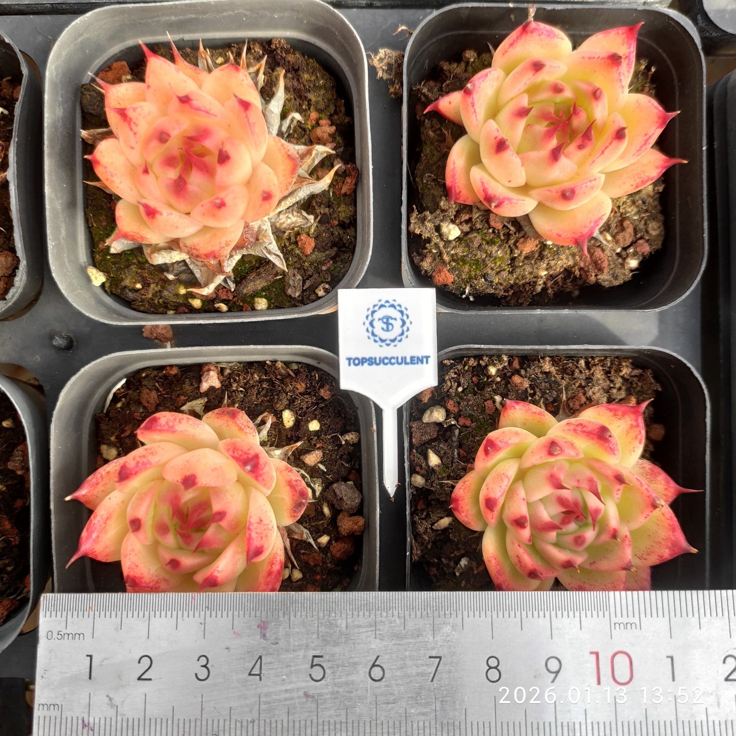 80519 トスカーナ