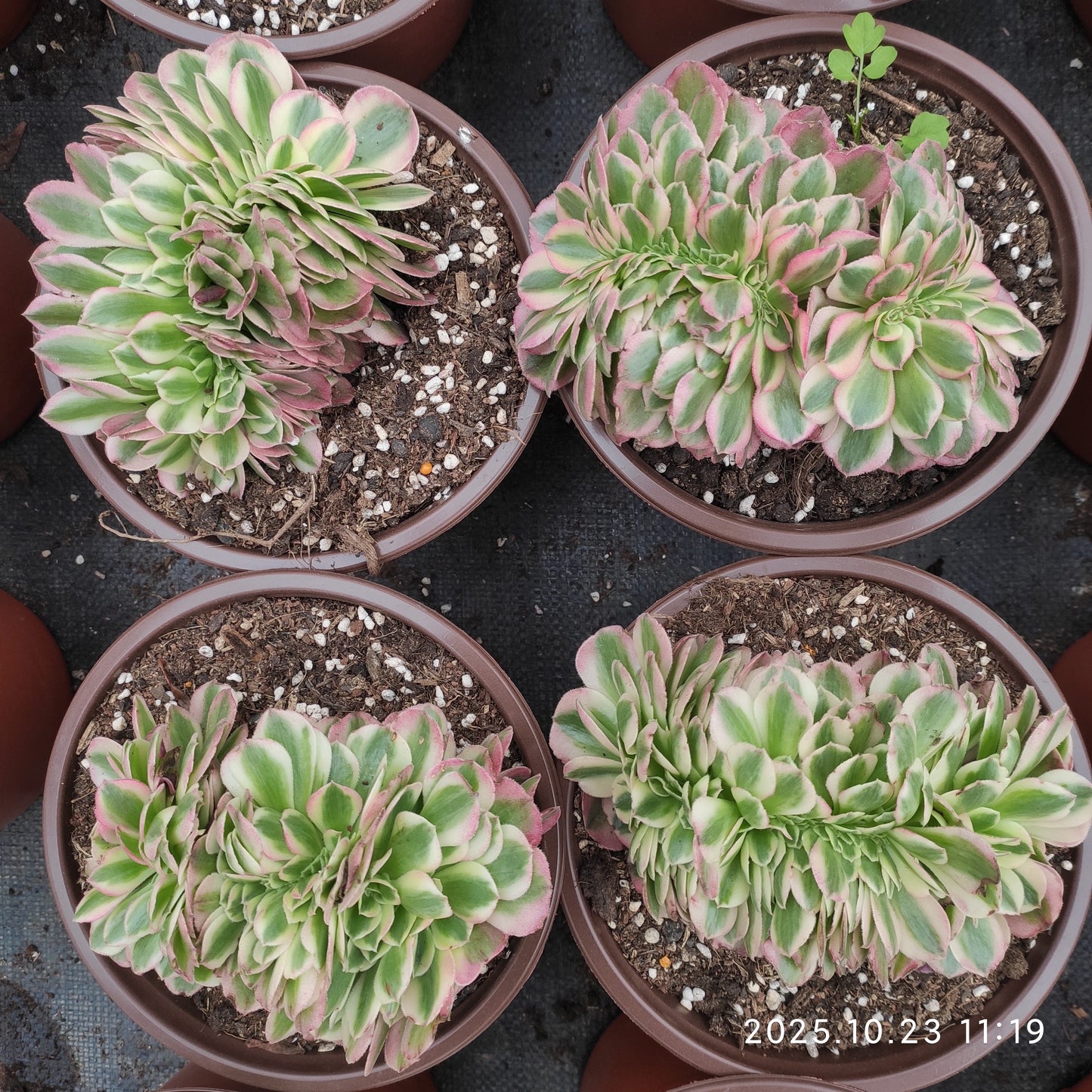 THEH026 アエオニウム　ゴージャス綴化（12cm pot）