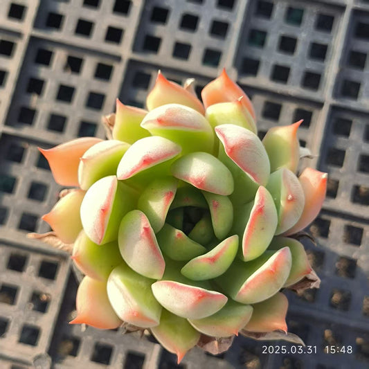 HH070 蓮灯（5cm pot）