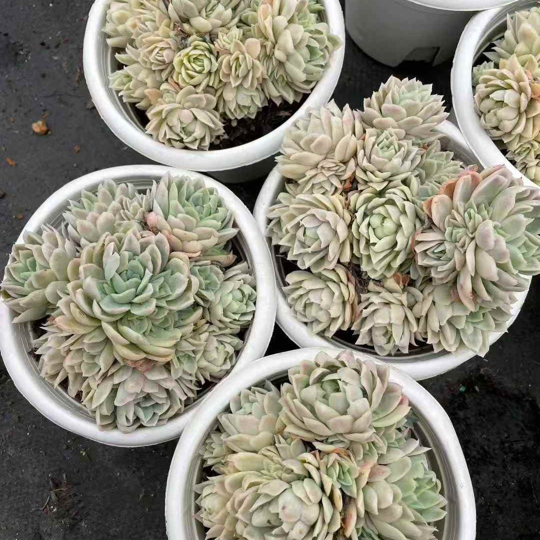 23922 ラズベリーアイス錦