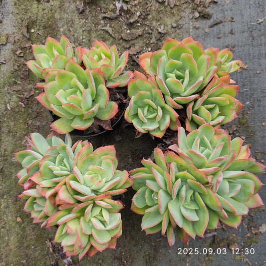 ZZA311 ルエラ（11cm pot）