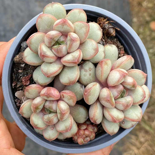 360097 アメトルム