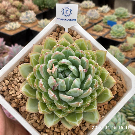 361615 スノーフレーク　ジェニー