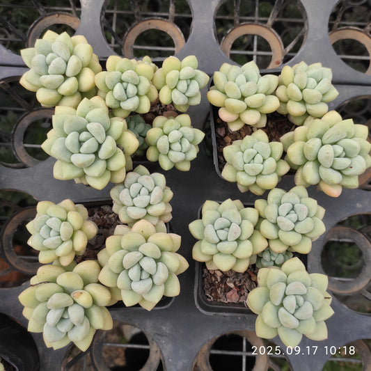 NGN799 バブルガム（7cm pot）