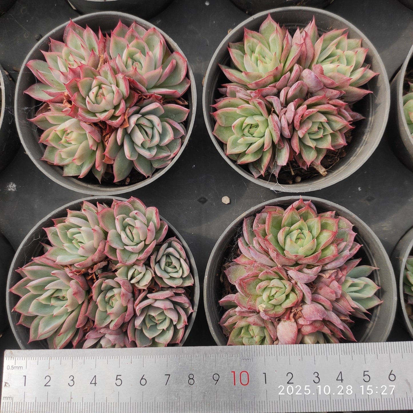 22214 ピンクメモリー（9cm pot）