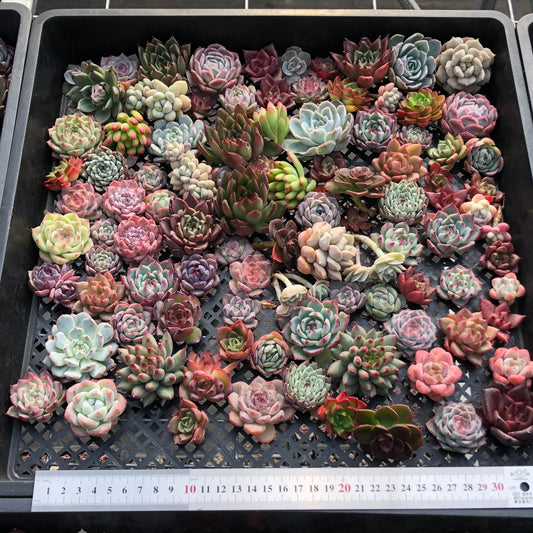 17856 ミックス苗（3cm pot）(穴トレー苗)22