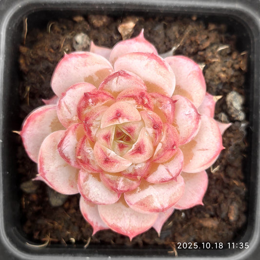 YBB090 レッドベルベット(7cm pot)
