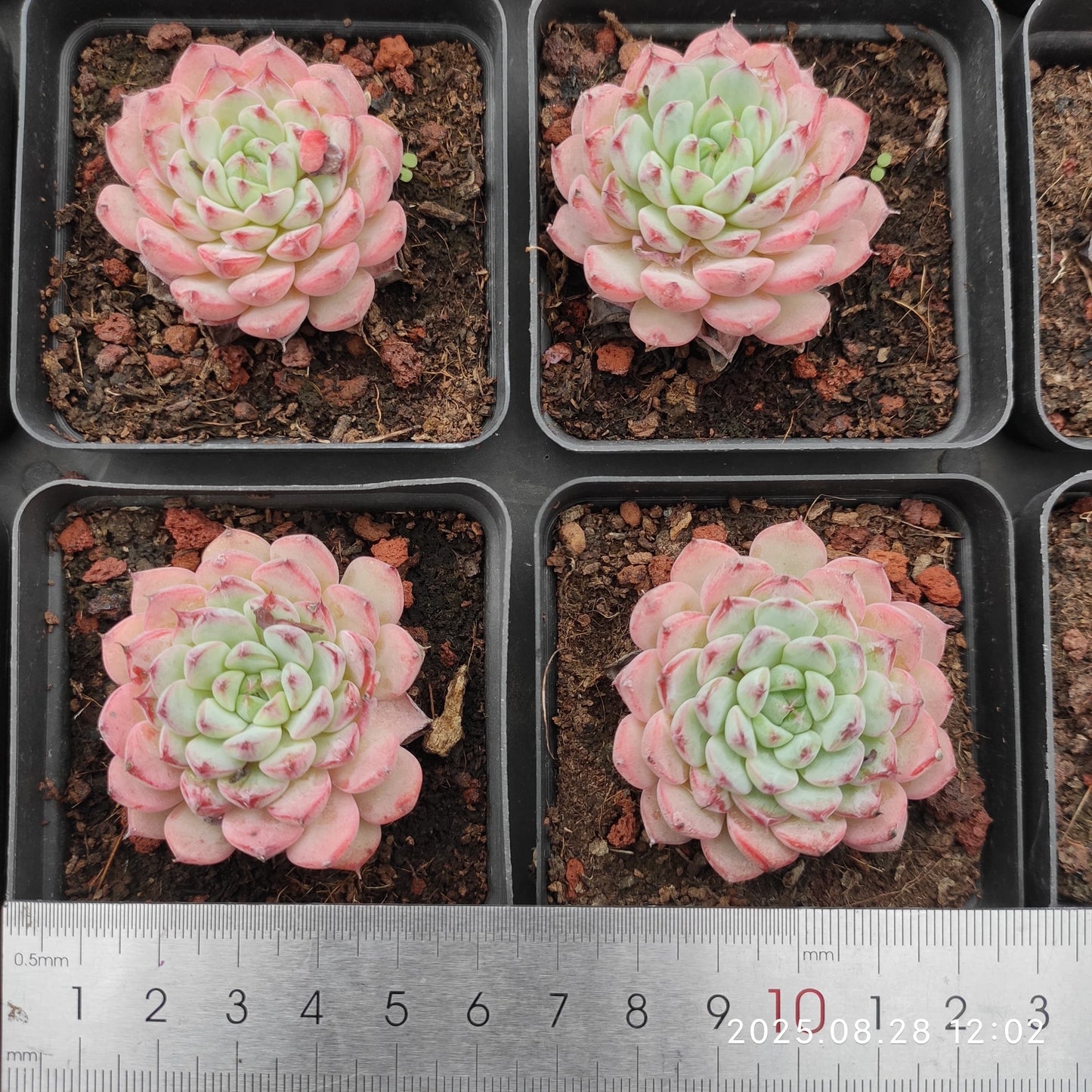 YBB225 ブルーミニマ（7cm pot）