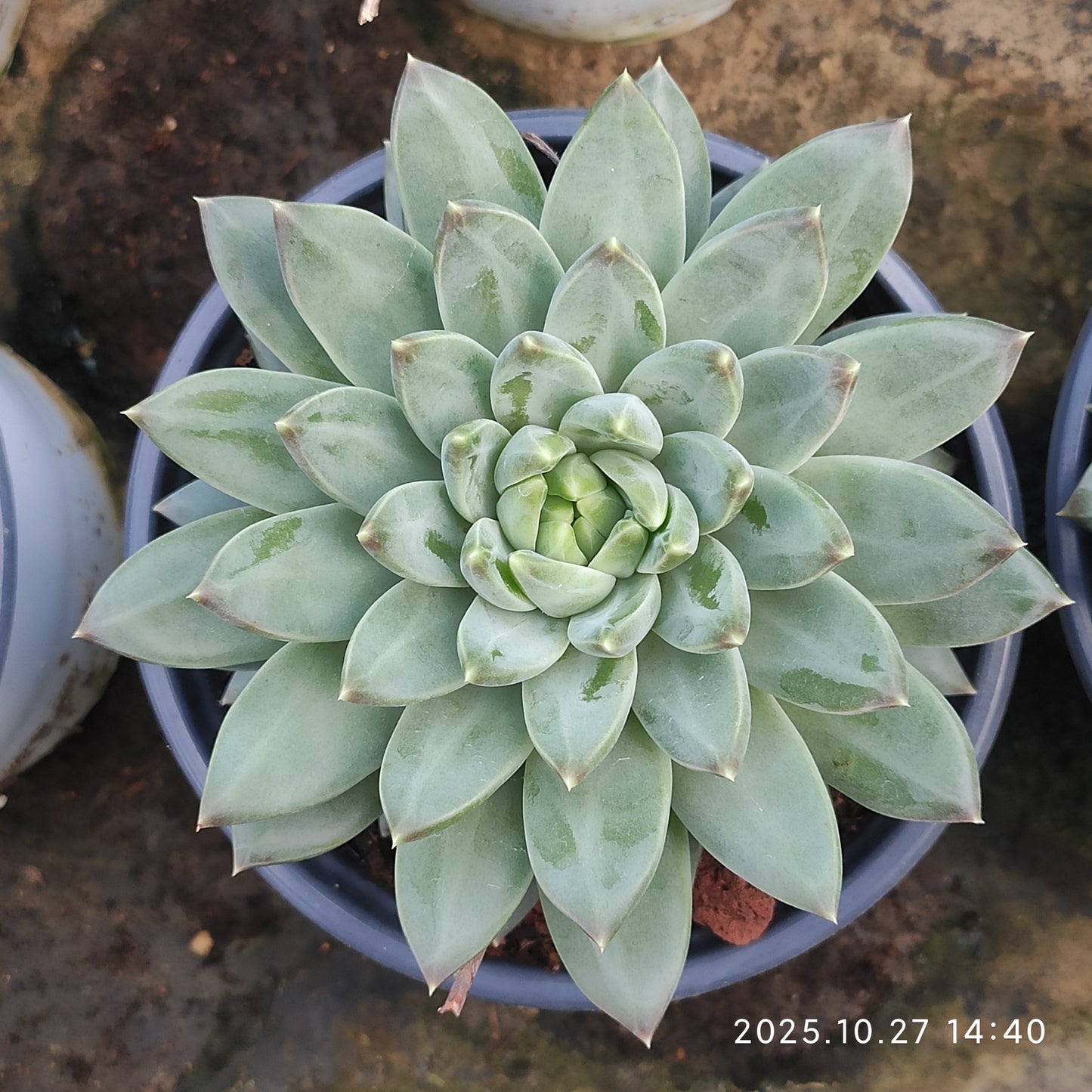 LB057 ブルー　アンド　ワイト（7cm pot）