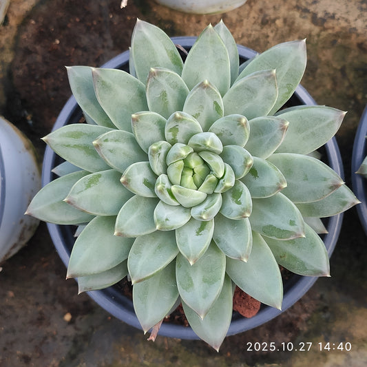 LB057 ブルー　アンド　ワイト（7cm pot）