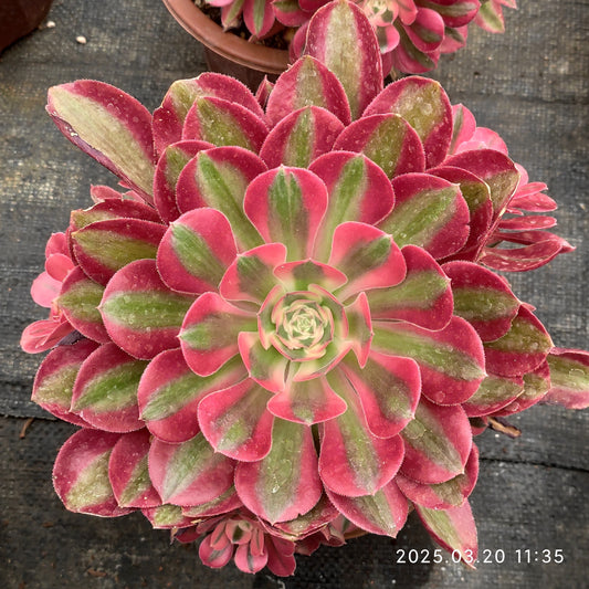 ON731 アエオニウム　ウィッチ錦（18cm pot）