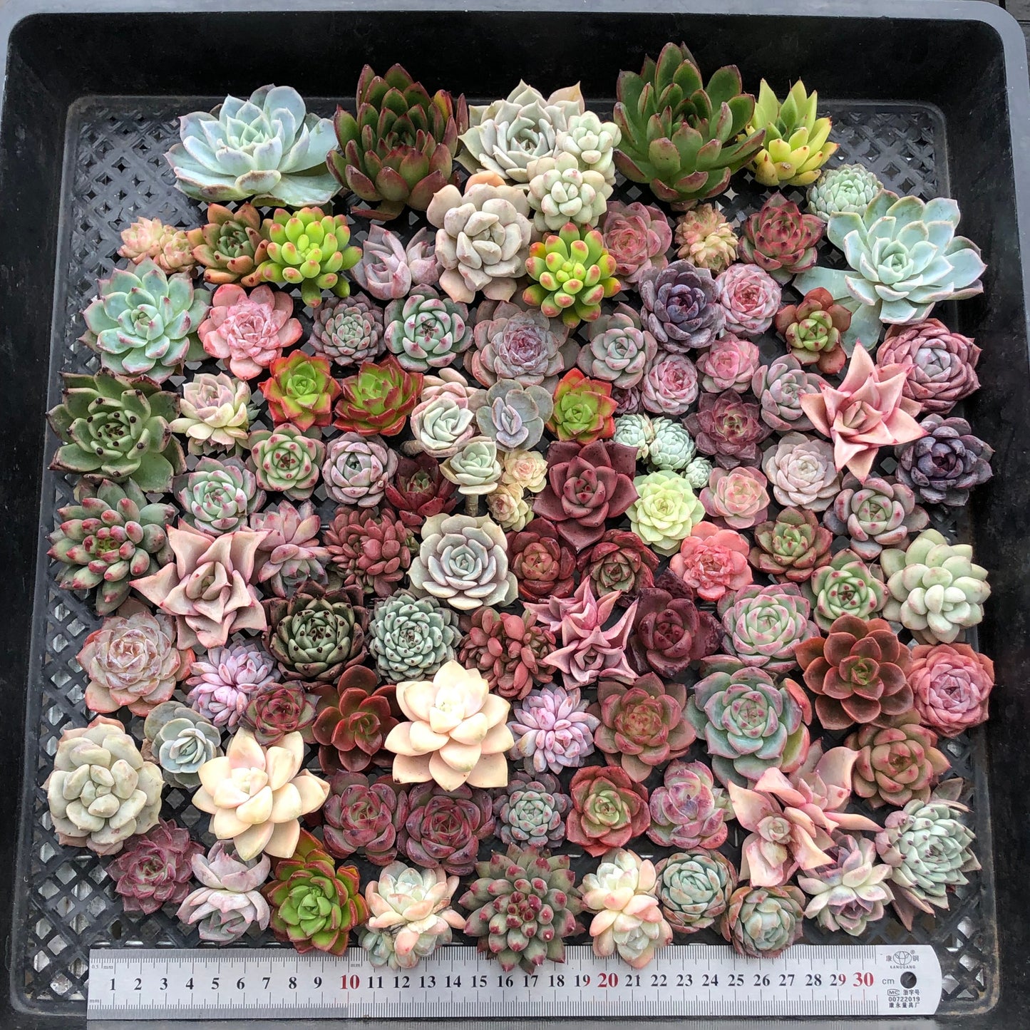 17856 ミックス苗 (穴トレー苗) 15