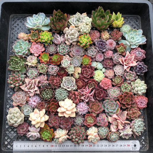 17856 ミックス苗 (穴トレー苗) 15