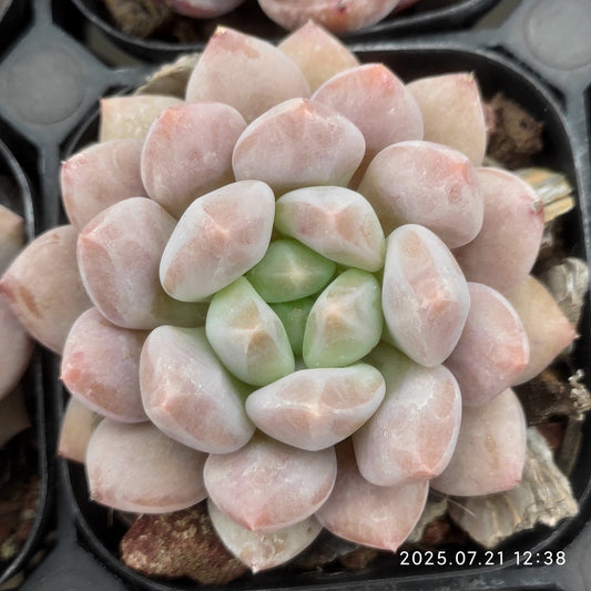 MMY721 ハーフサマー (6.3cm pot)