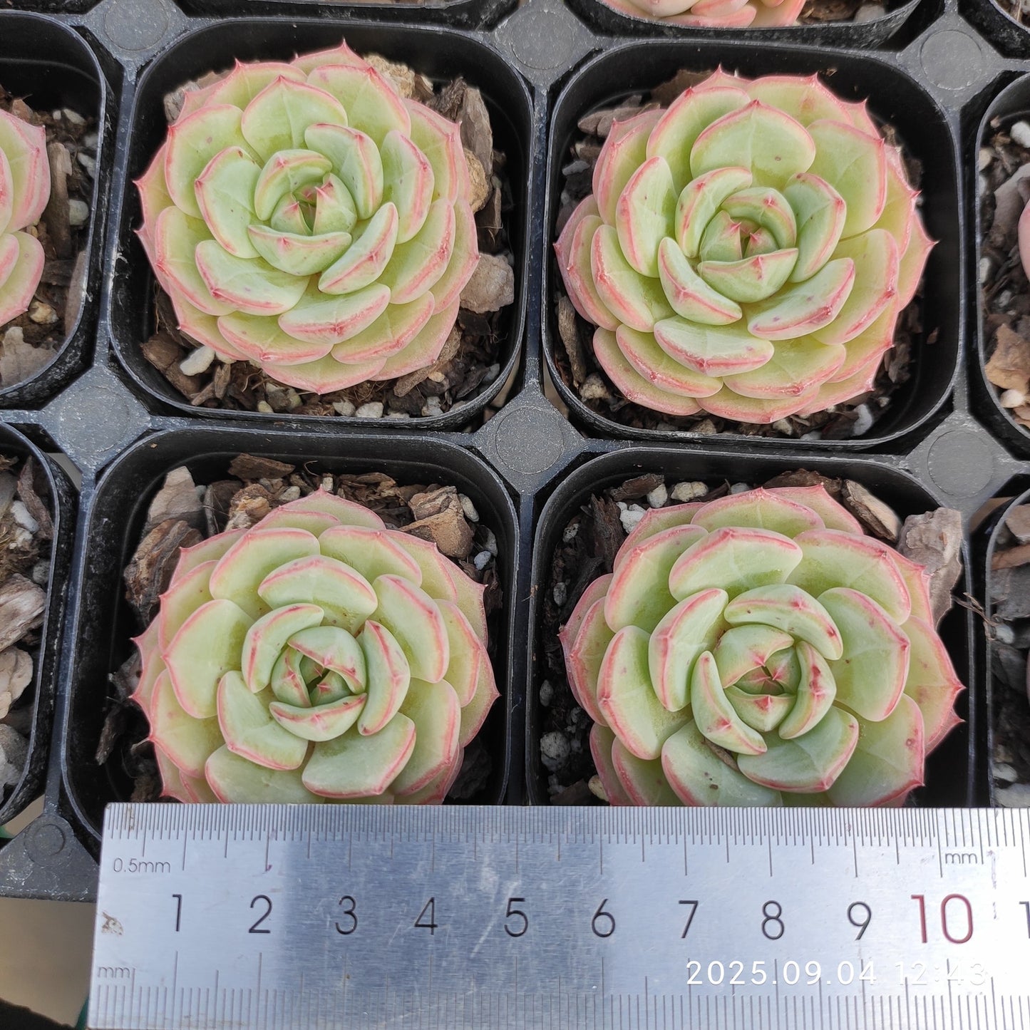 MMY1087 ジザー　シー（6.3cm pot）