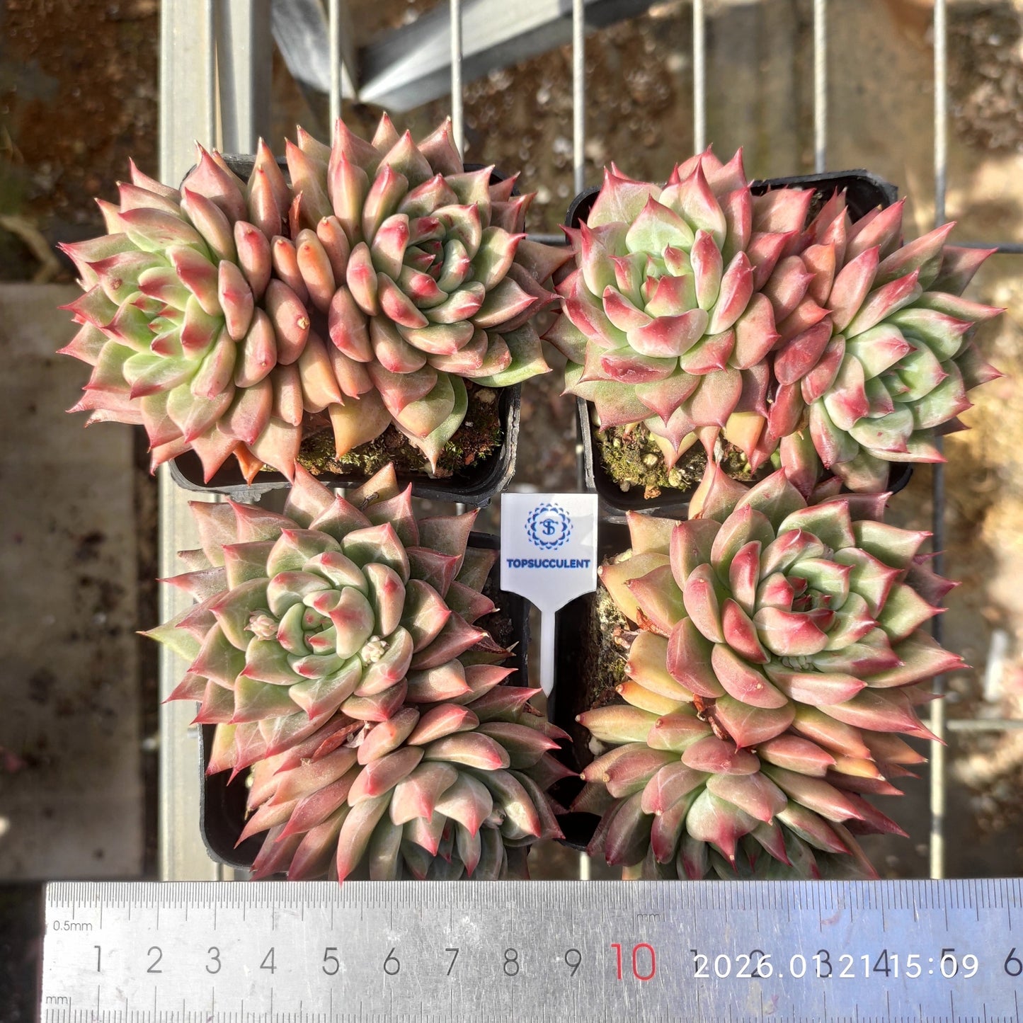 25135 スノー　マウンテン　ジェニー