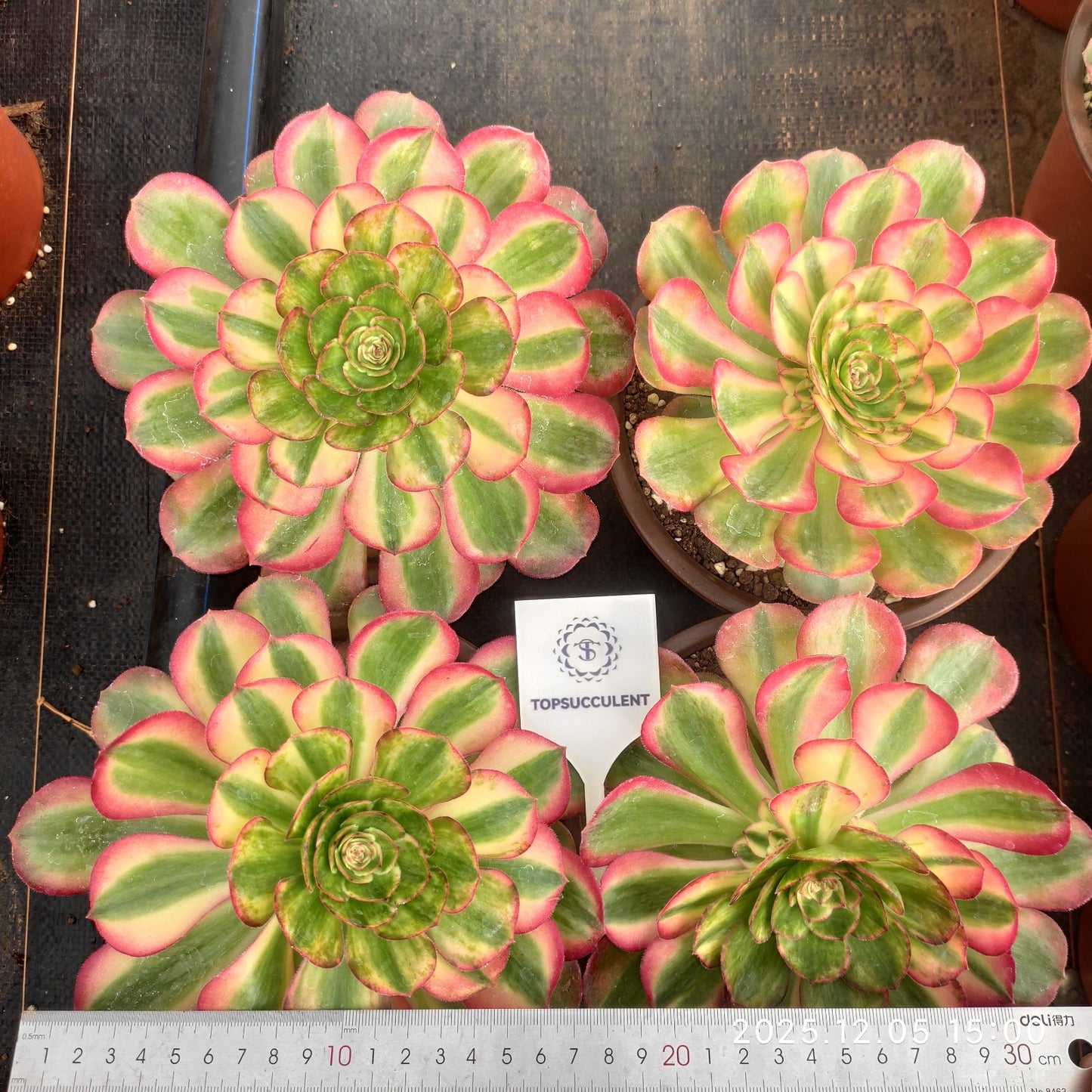 23324 ミリオン　ワイト（12cm pot）