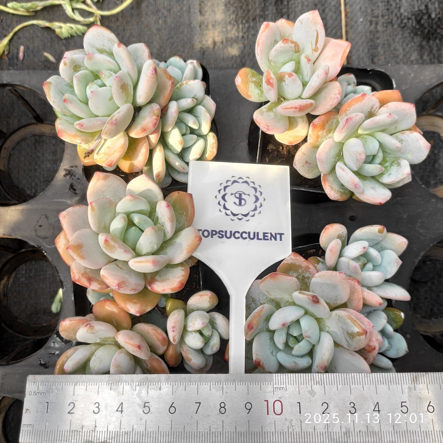 22443  ゴールドブーケ（7cm pot）