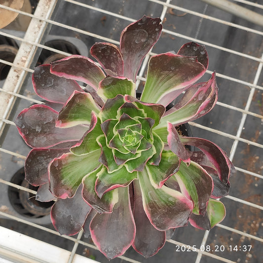 ON638 イーブル　アイ（15cm pot）