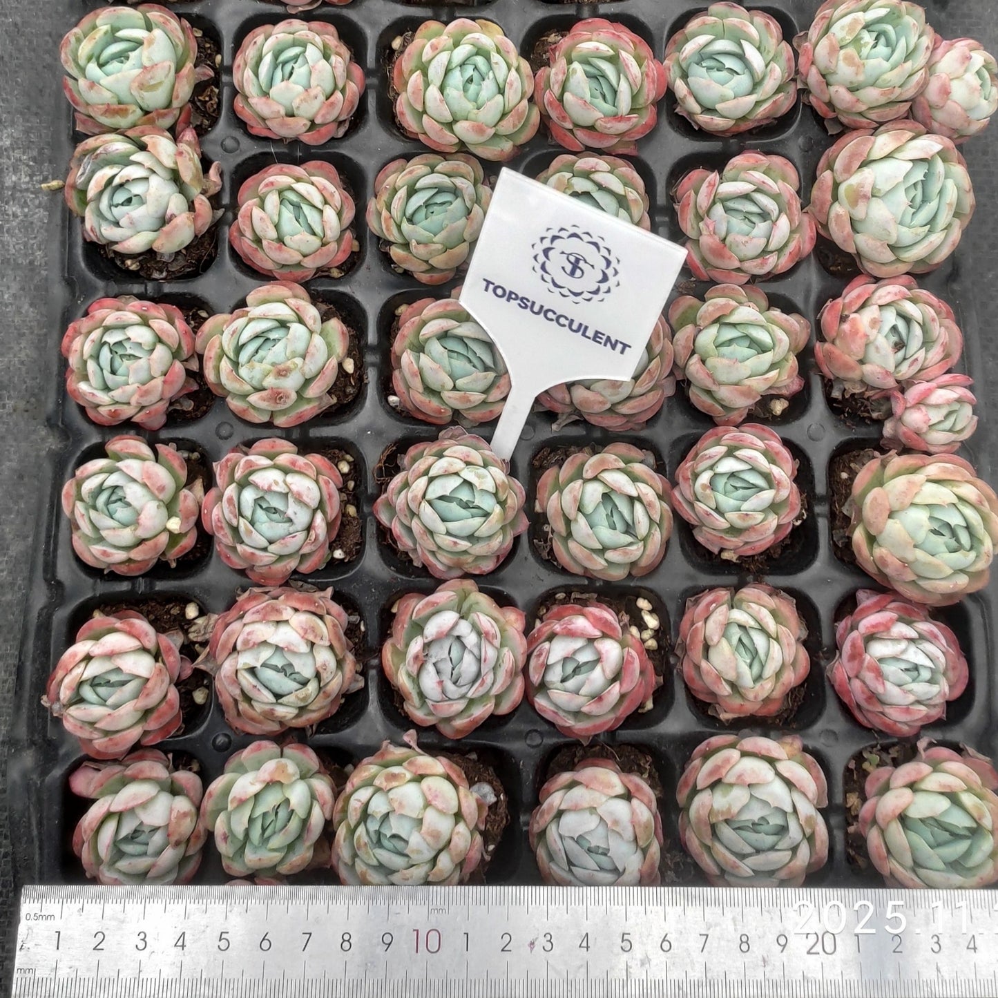 22237  ベリー（3cm pot）（ポット苗）