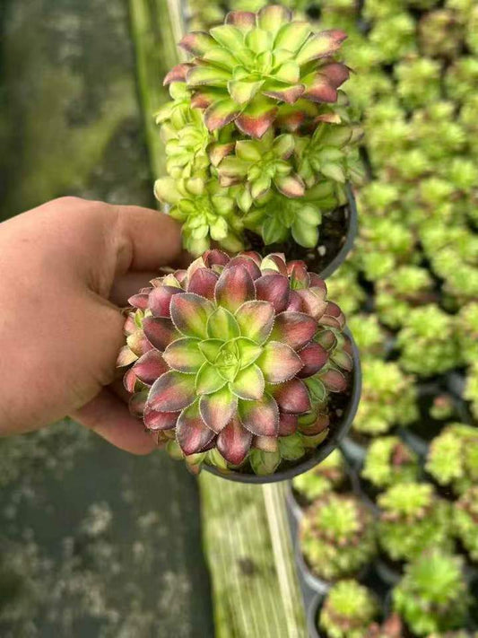 263651 アエオニウム グロリアスユース