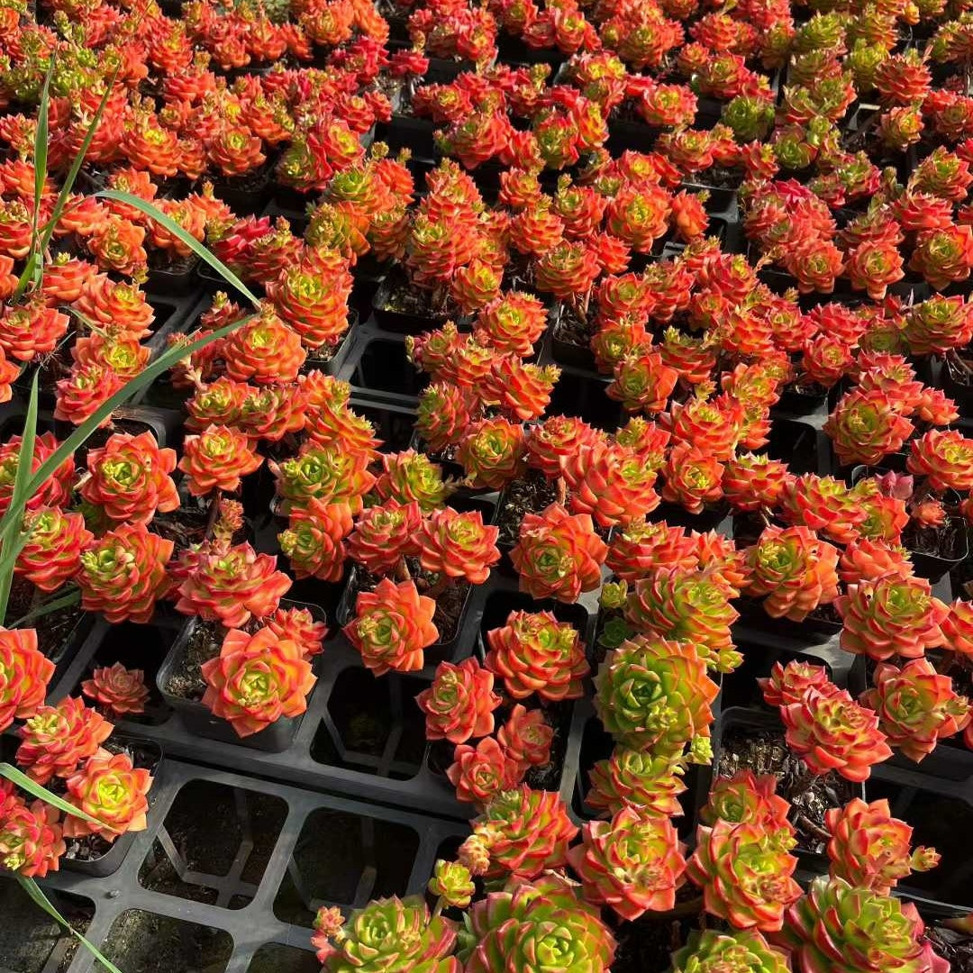 24090 レディジア