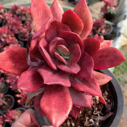 26236 ダイヤモンド錦