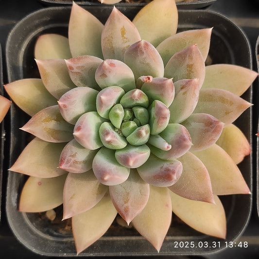 DWZ257 ゼブラー　ビューティー （7cm pot）