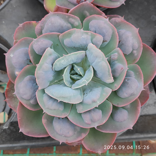MMY1282 ハートディライト（12cm pot）