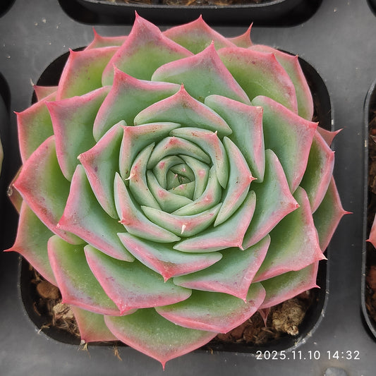 80569 スカイワールド Hyb（6.5cm pot）