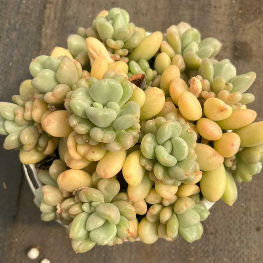 26189 ビルゲイツ