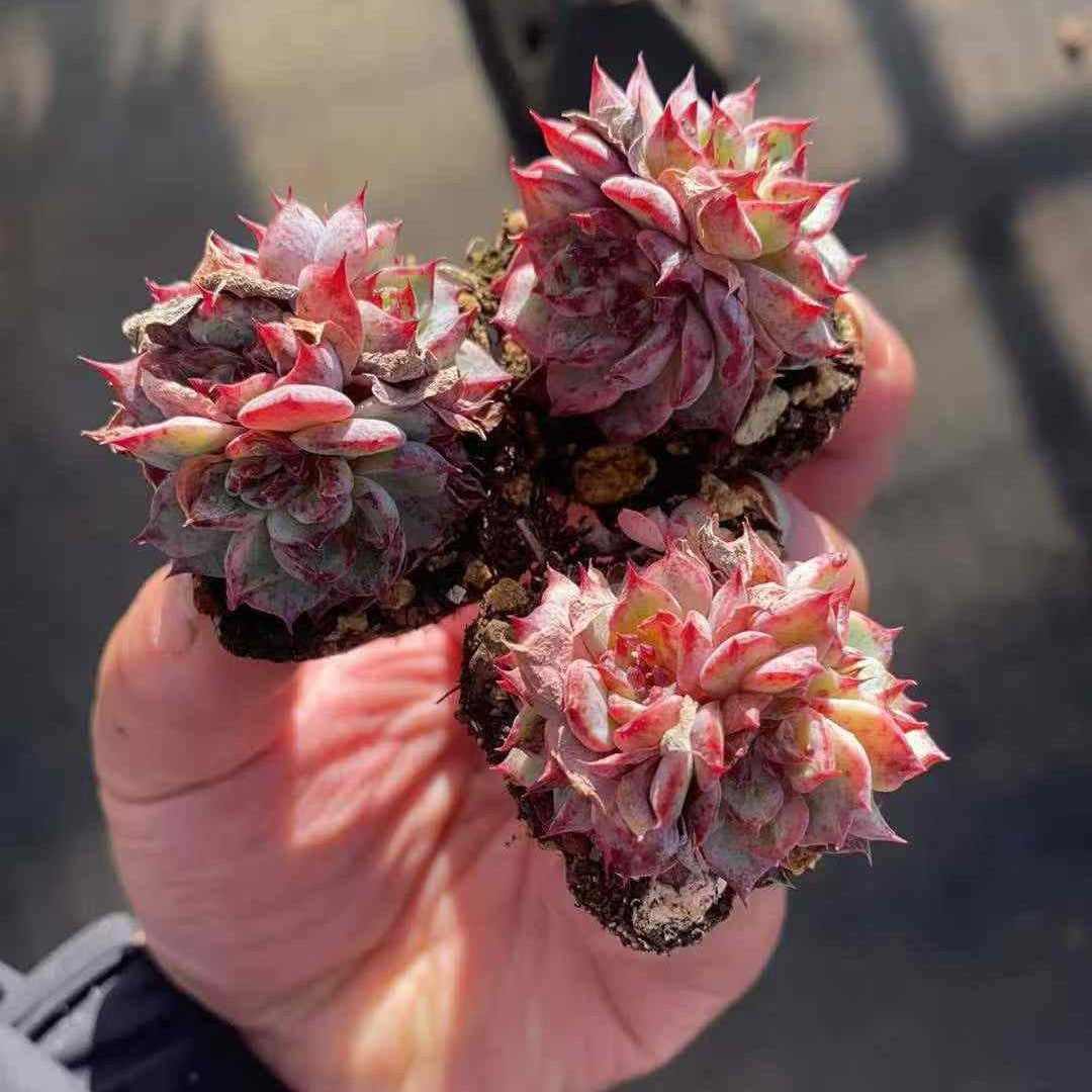 23592 ピーター（3cm pot）