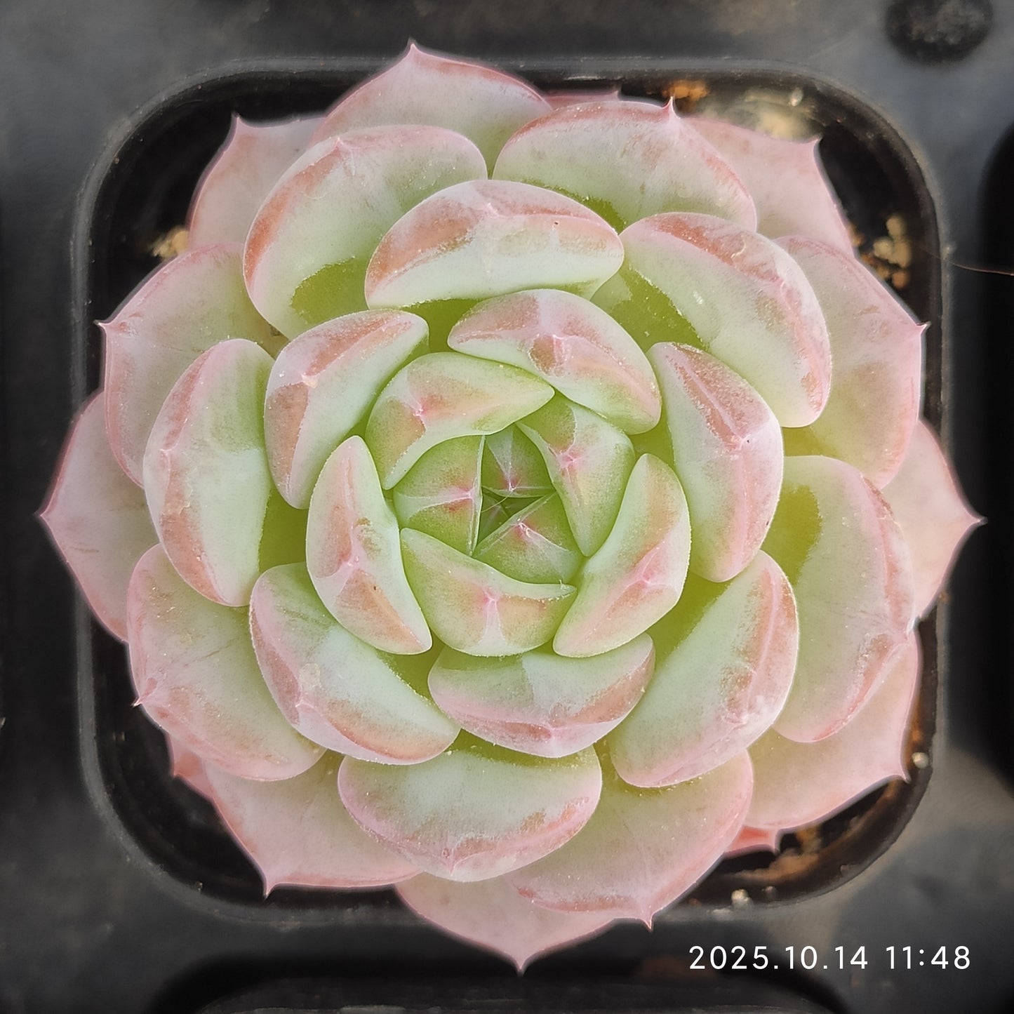 WWA417 アルバー　ミニーHyb（5.5cm pot）