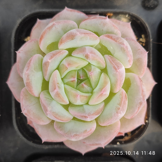 WWA417 アルバー　ミニーHyb（5.5cm pot）