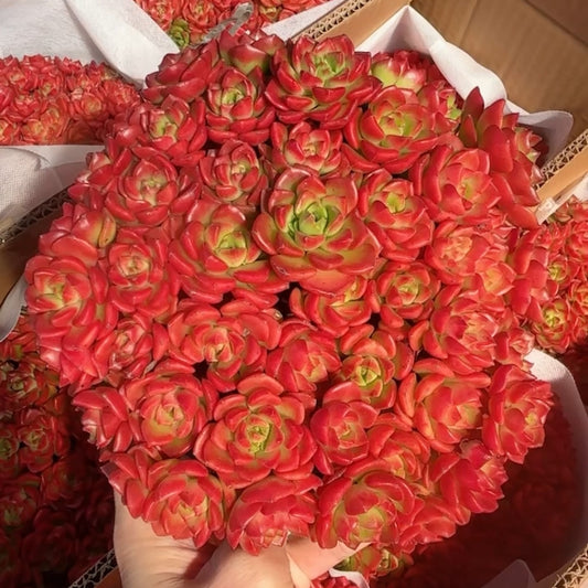 25291 レディジア