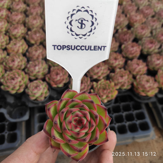 4513 ムーンストーン（5.5cm pot）