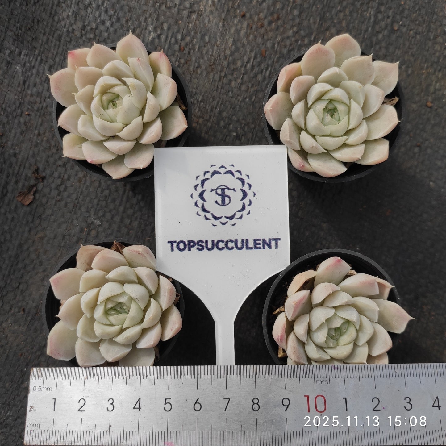 1733 ヒューミリス（5.5cm pot）