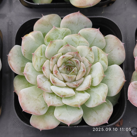 HG061 アメイジング　グレース x サロモン（7cm pot）
