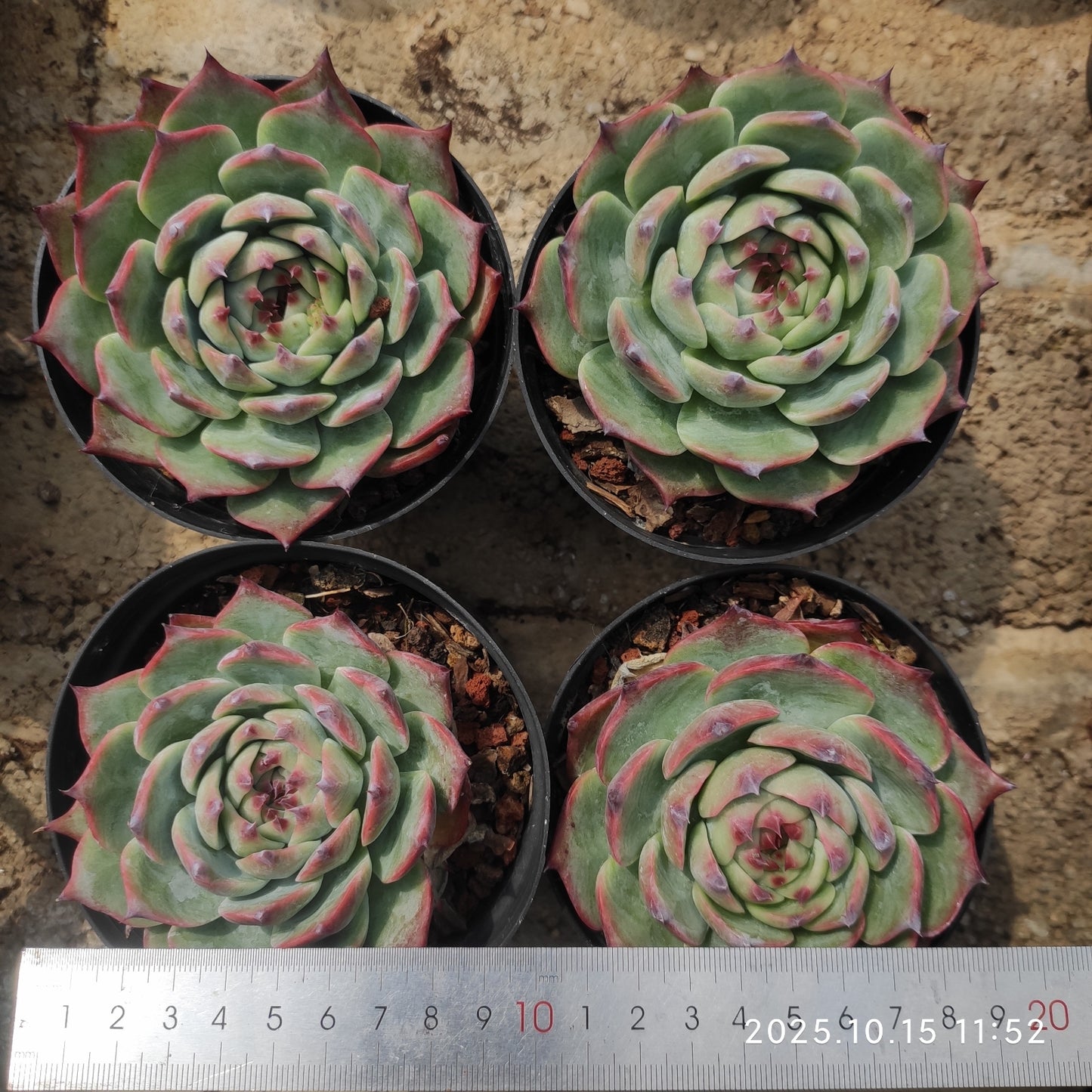 ZZA358 チワワエンシス（11cm pot）