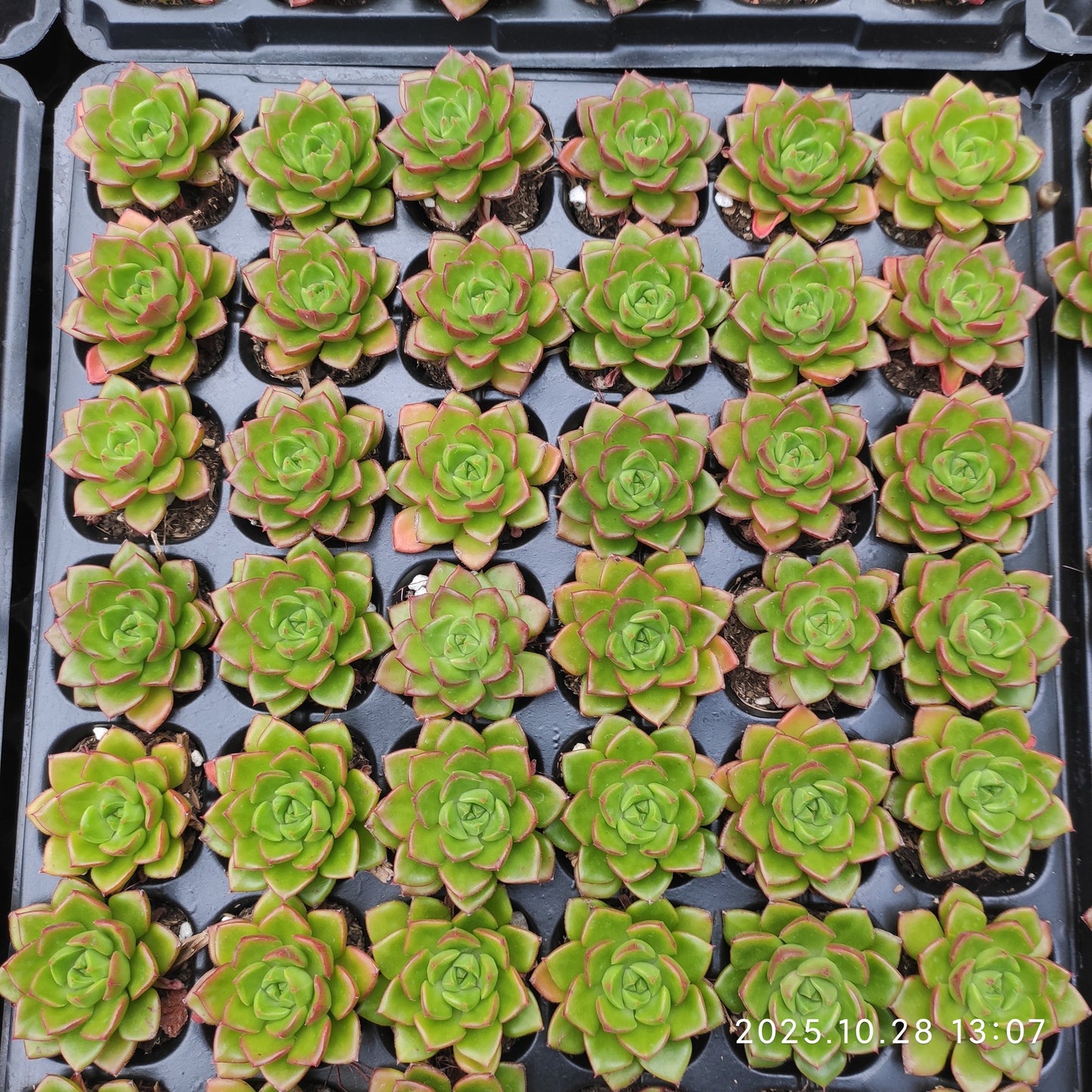 21757  レディジア（5cm pot）（ポット苗）