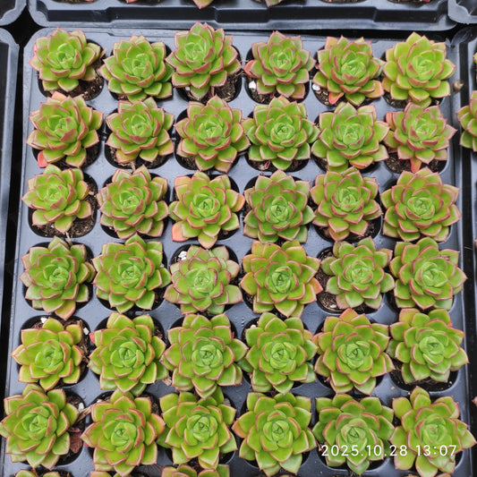 21757  レディジア（5cm pot）（ポット苗）