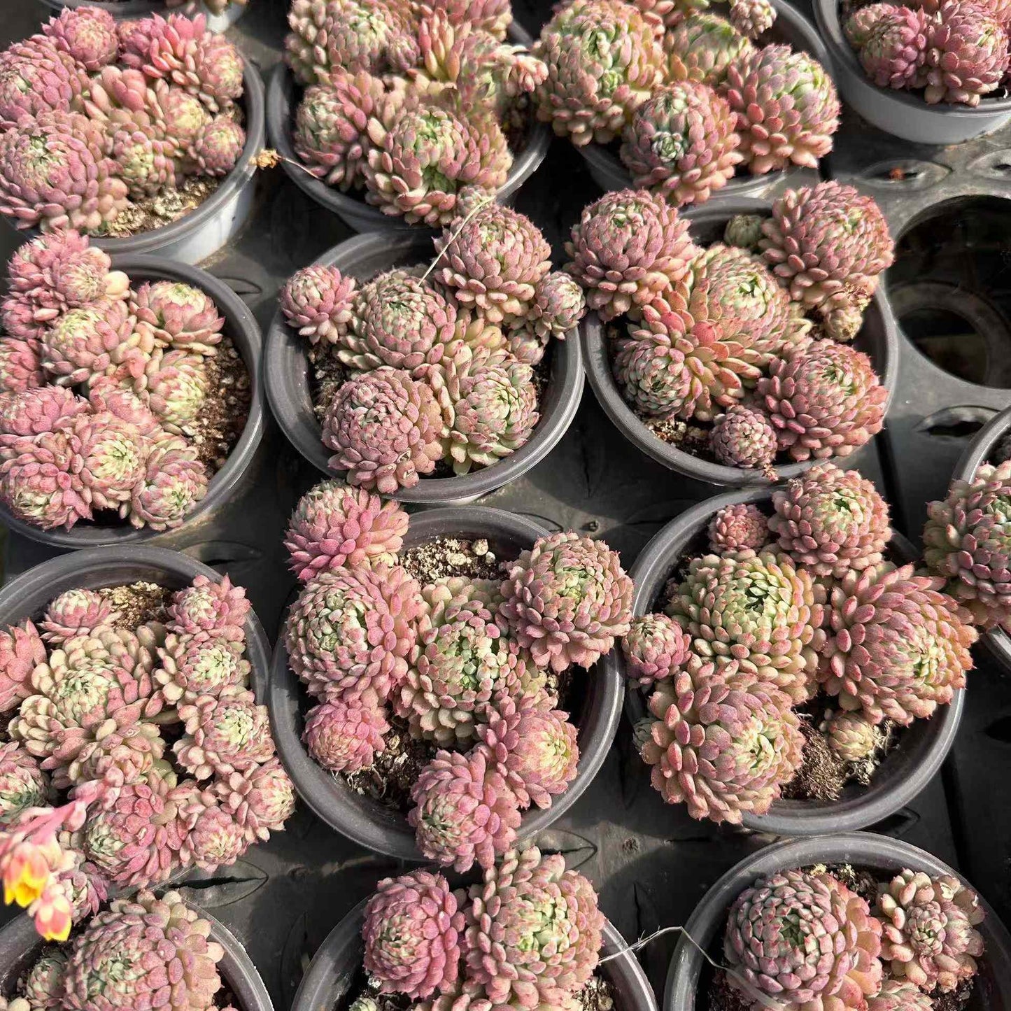 24339 グロブローサ