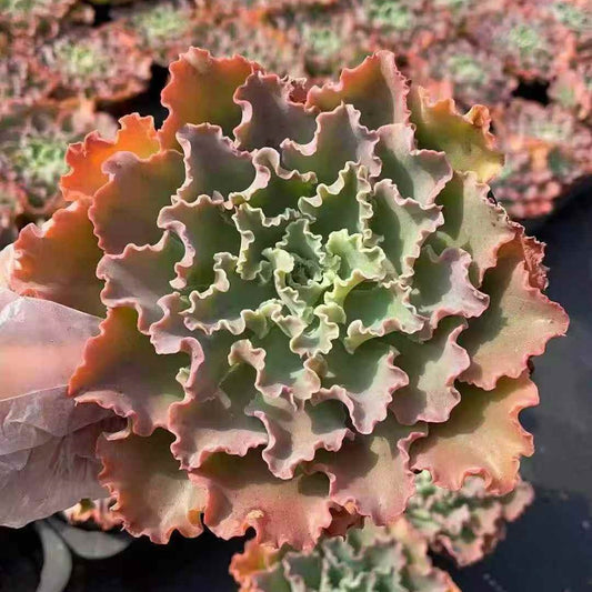 23642 ブルーフォックス（12cm pot）