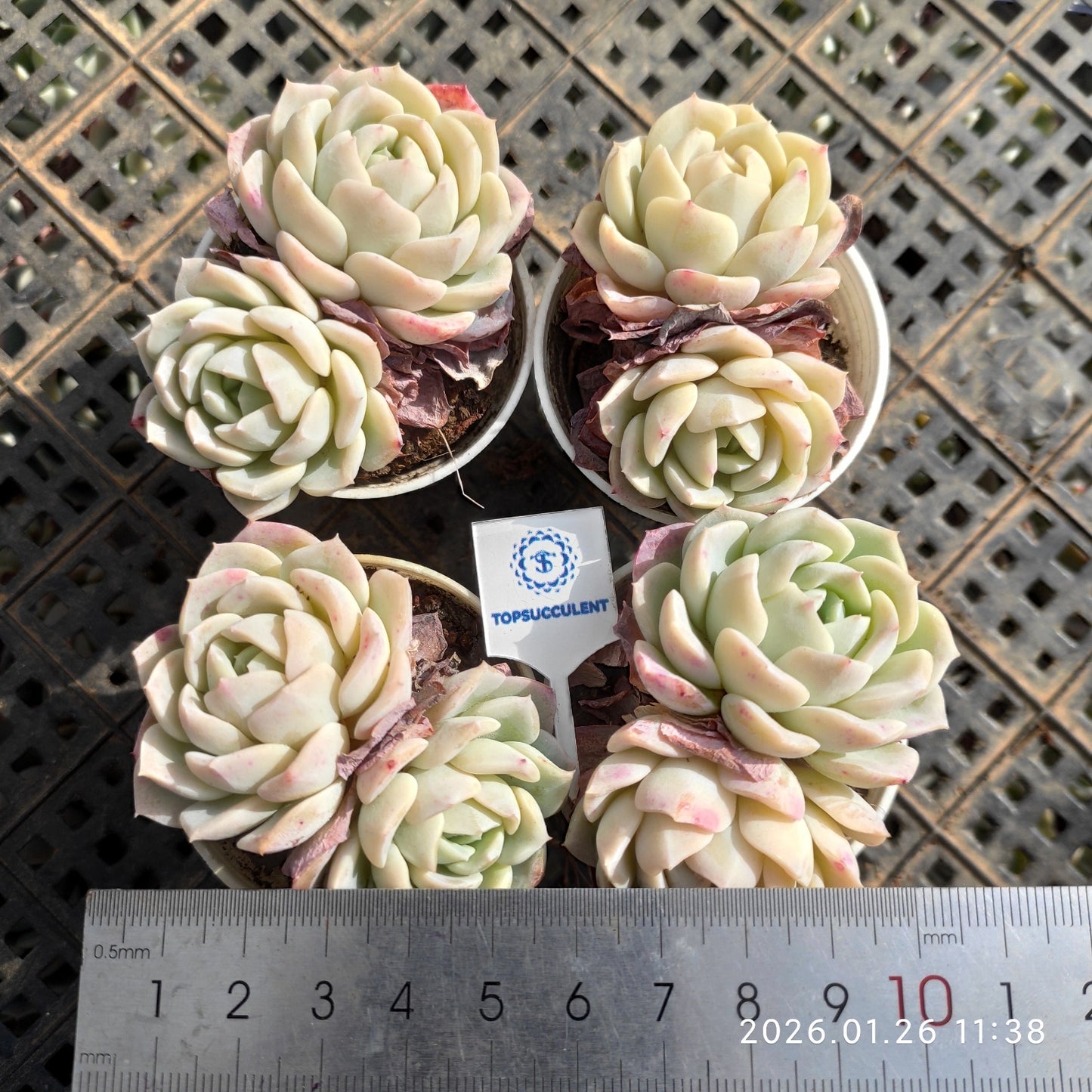 23536 ピンク　フレーグランス