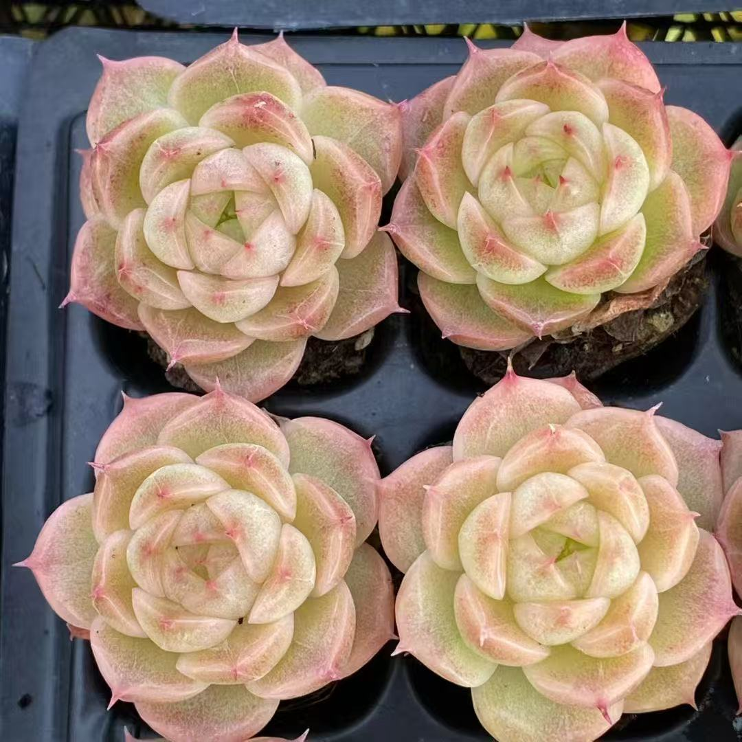 23506 クィーンHyb（3cm pot）