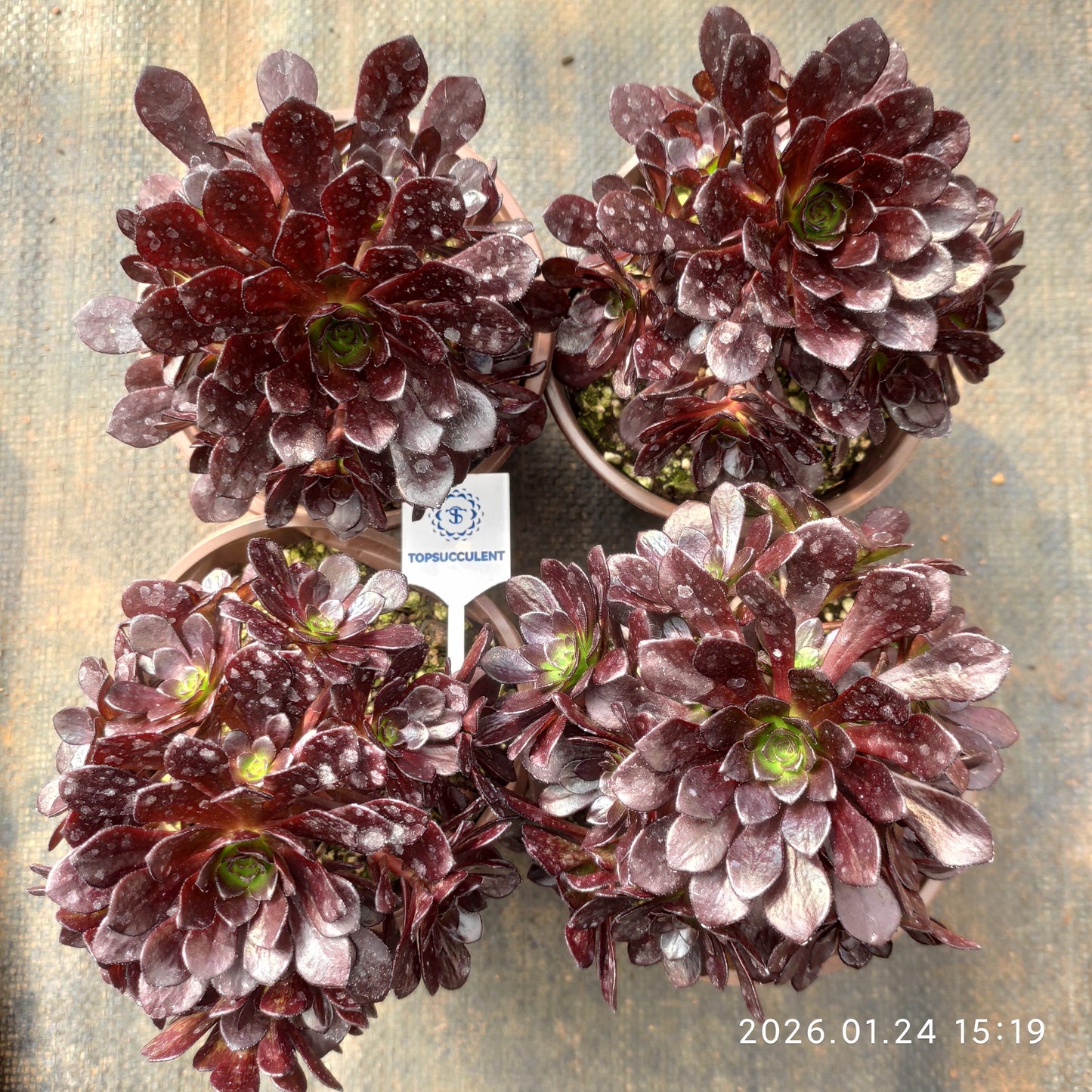 25502 アカシア パール