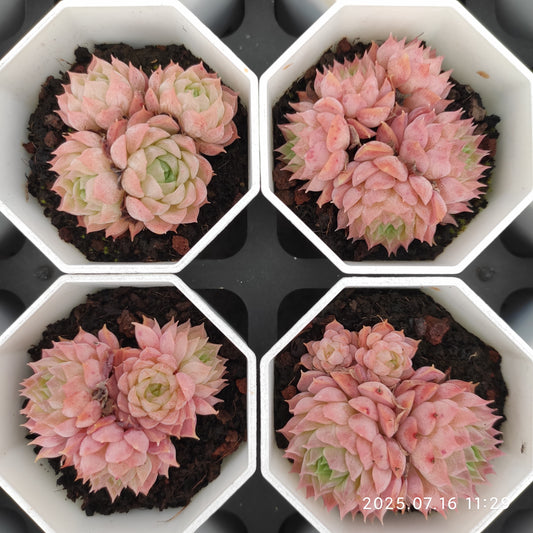 YBB272 シャーロットローズ（7cm pot）