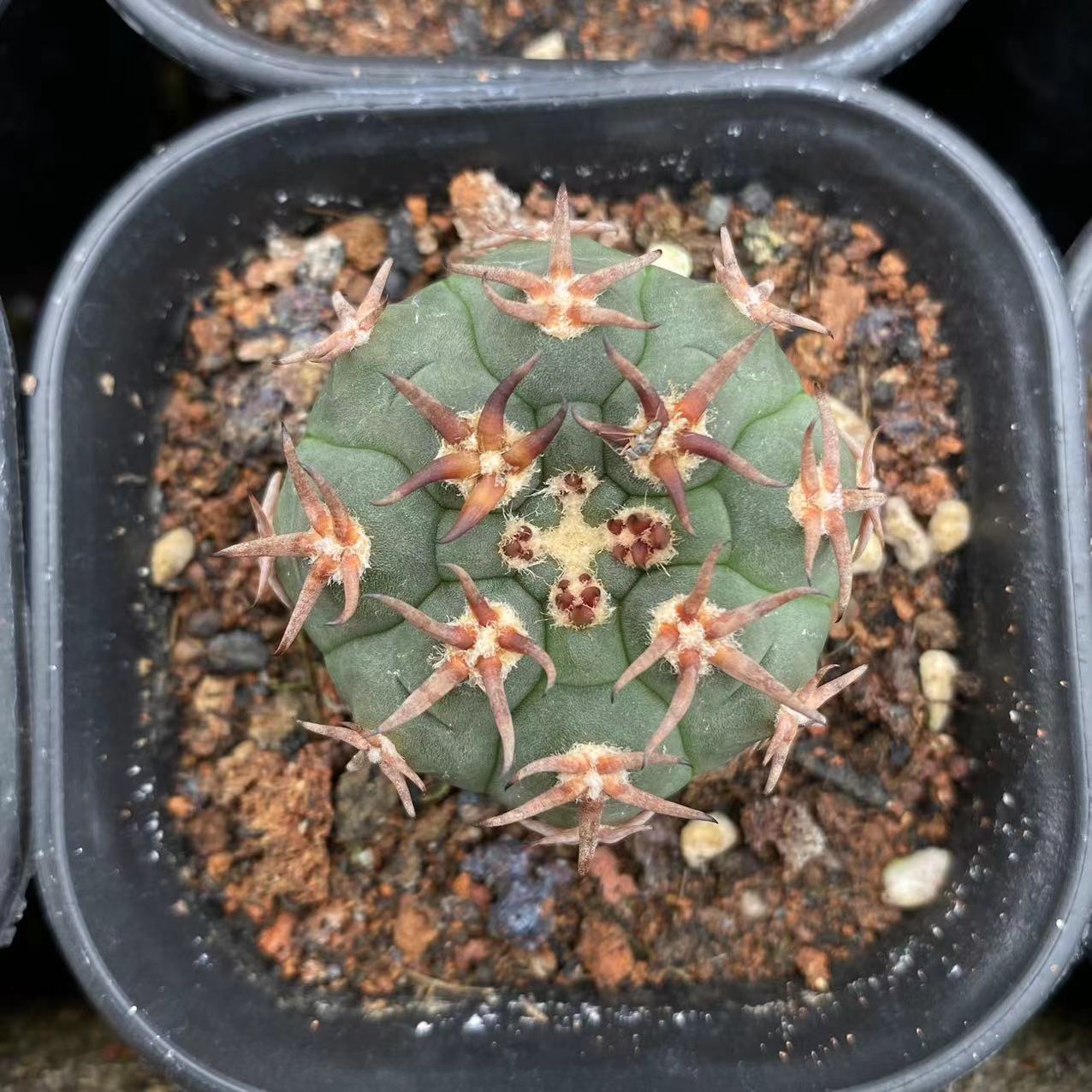 ZL125 天平丸  (4cm pot)