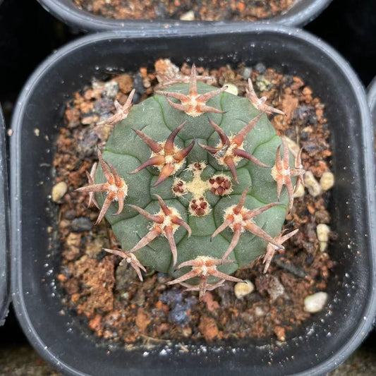 ZL125 天平丸  (4cm pot)