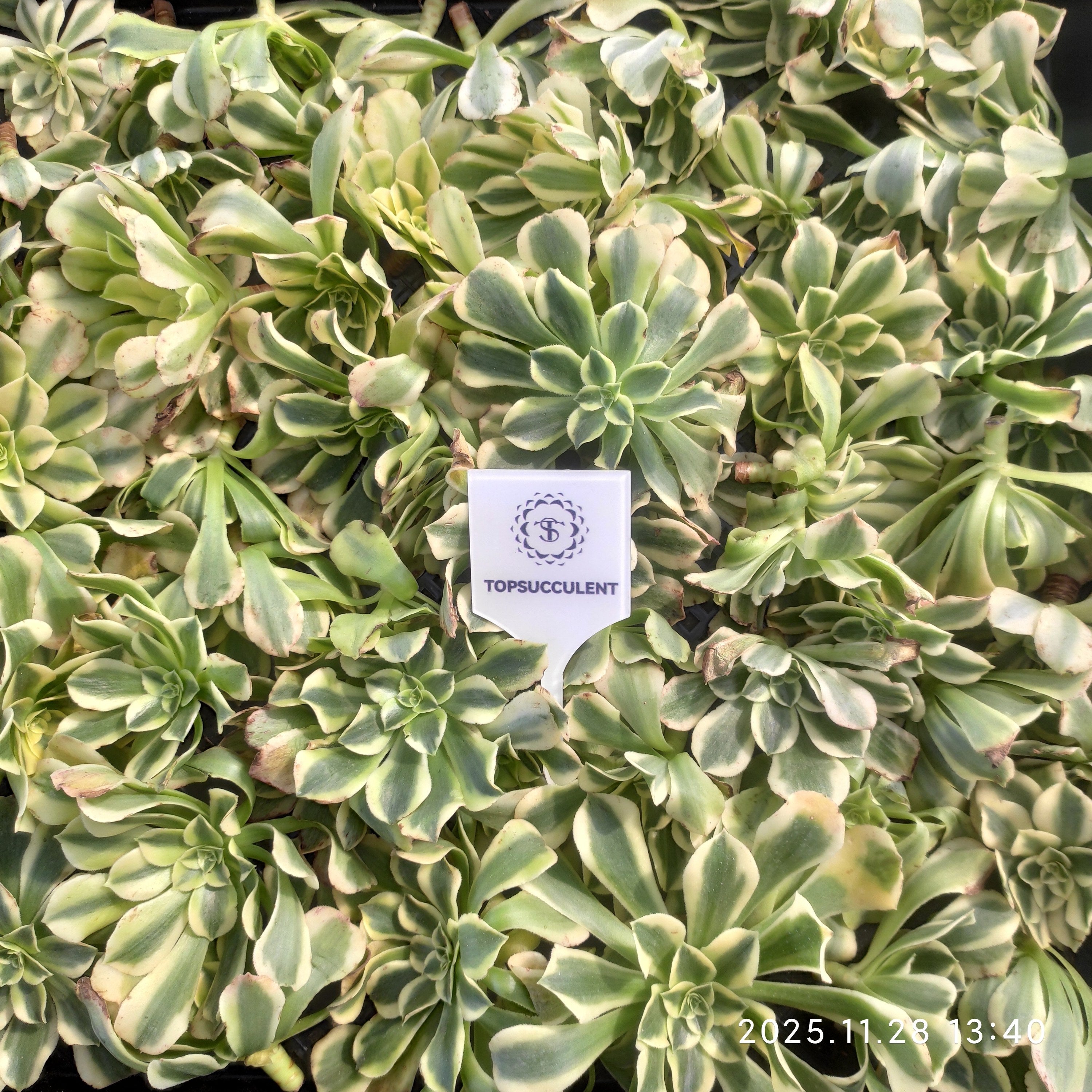 アエオニウム（カット苗） – Top Succulent®